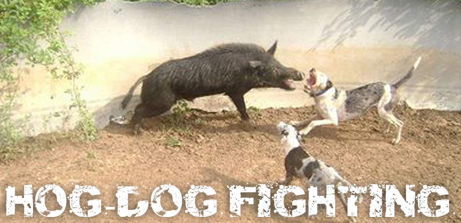 hogdog