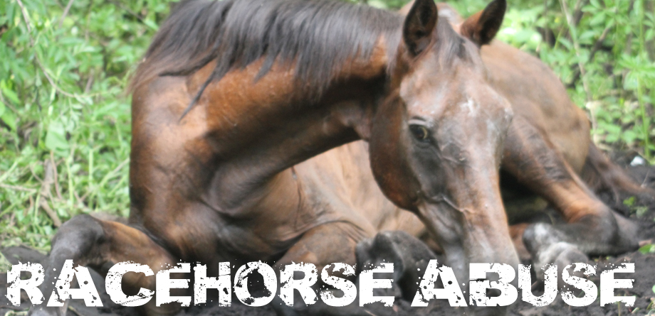 racehorse