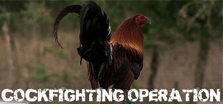 cockfighting_gallery