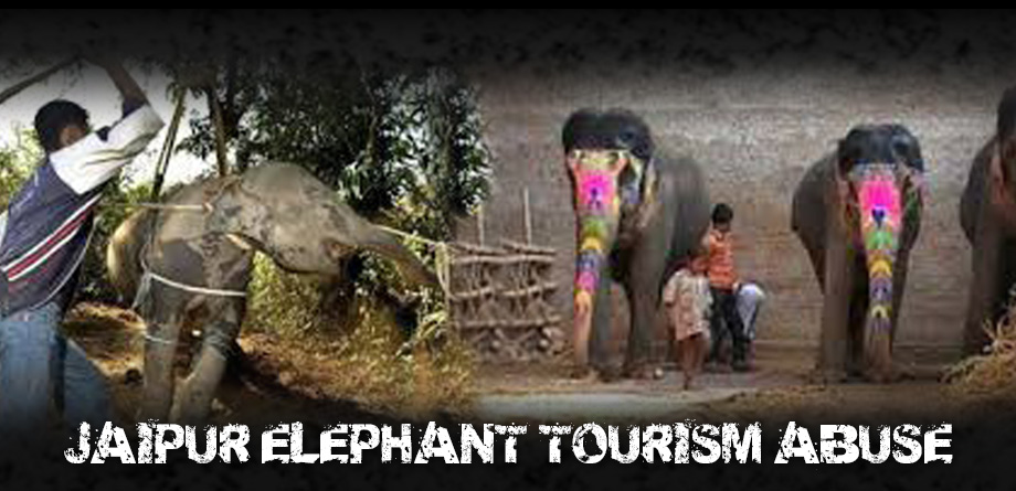 Header_jaipur-2