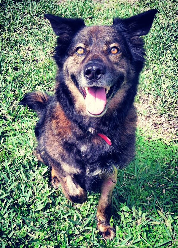 sponsor an animal sponsor an animal