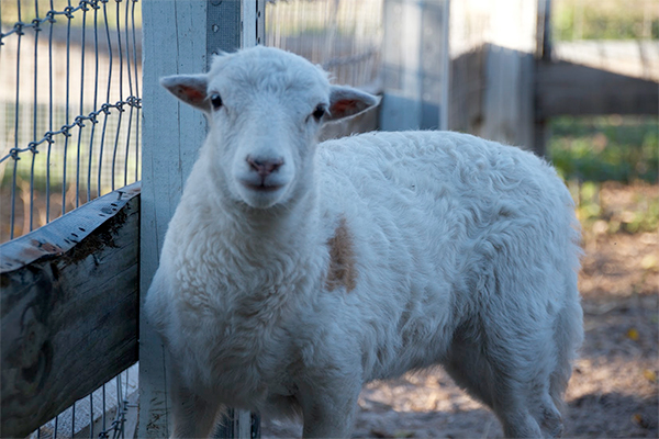 sponsor an animal sponsor an animal