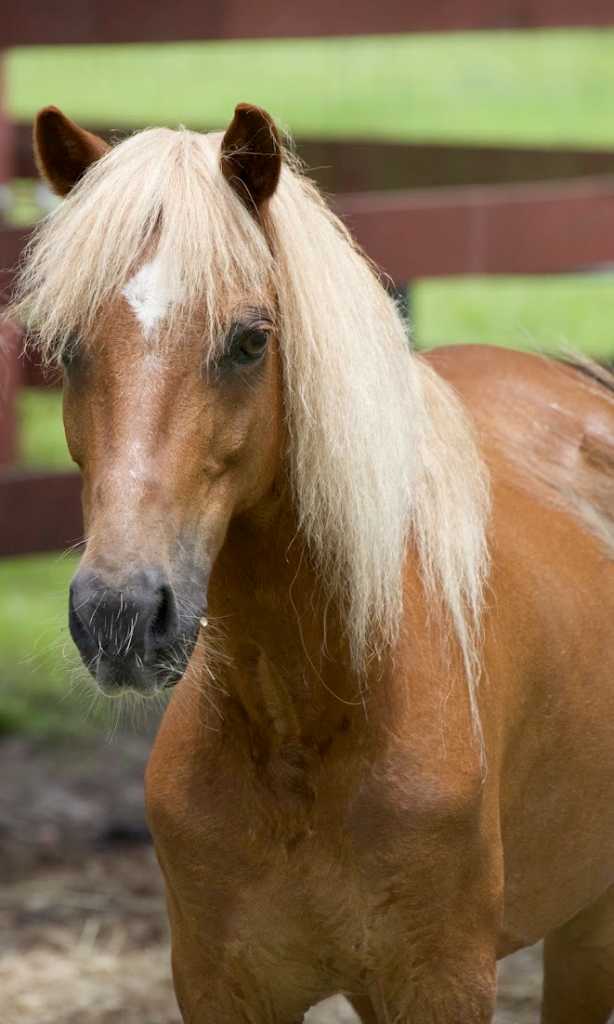 sponsor an animal sponsor an animal