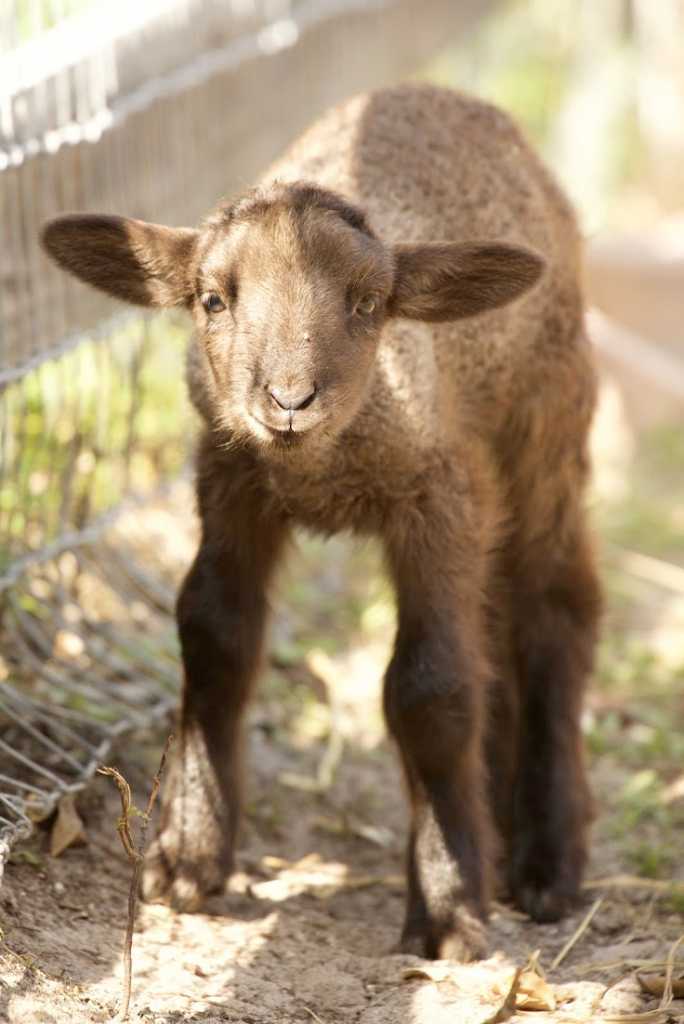 sponsor an animal sponsor an animal