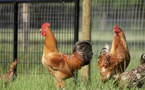 chicken