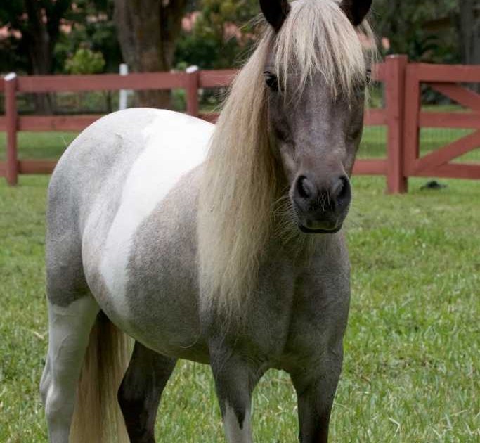 sponsor an animal sponsor an animal