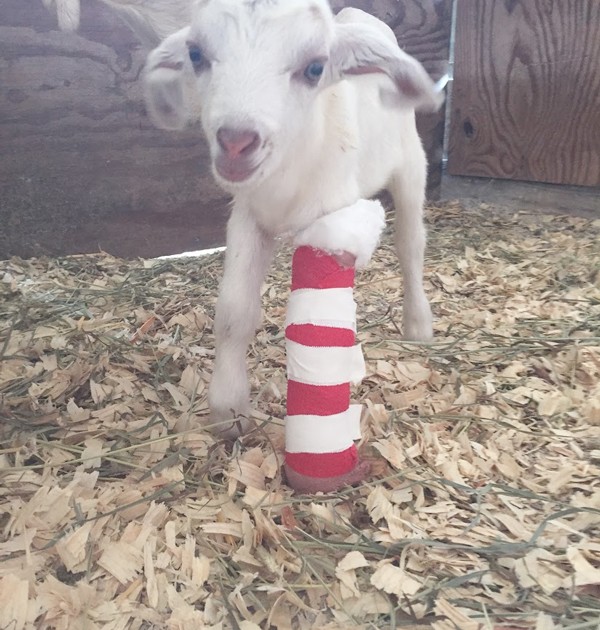 sponsor an animal sponsor an animal