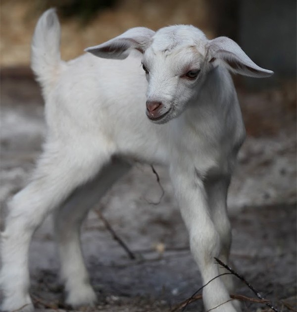 sponsor an animal sponsor an animal