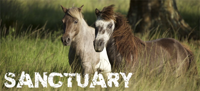 header-4 ARM Sanctuary Division