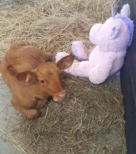 irish Adopt Irish the Calf