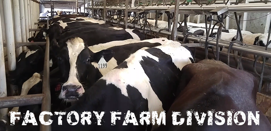 factory-farm-division