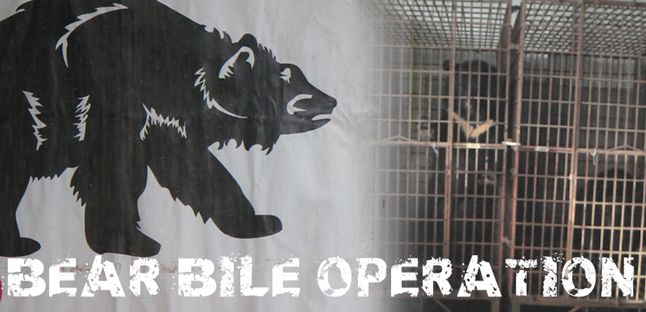 bear-bile