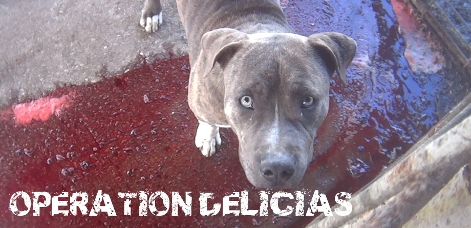 operation-delicias Operation Delicias