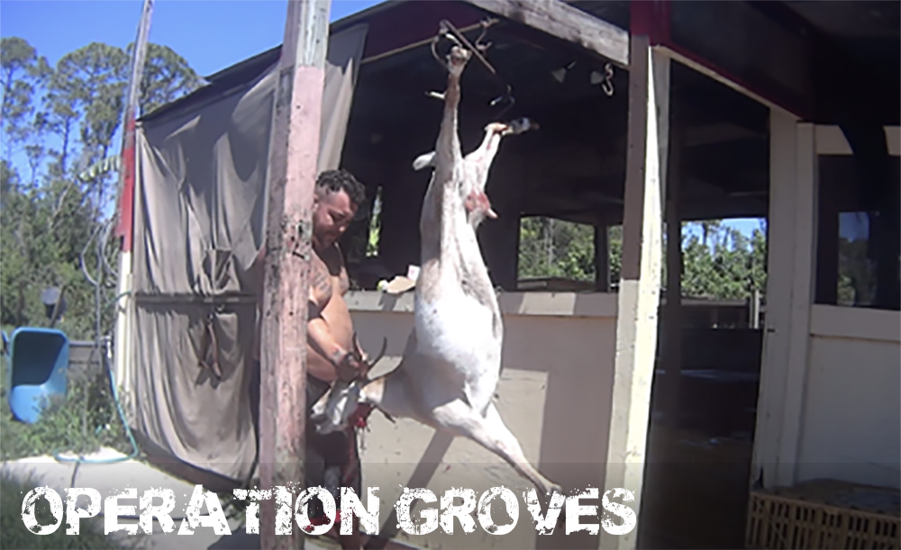 page-header-2 Operation Groves